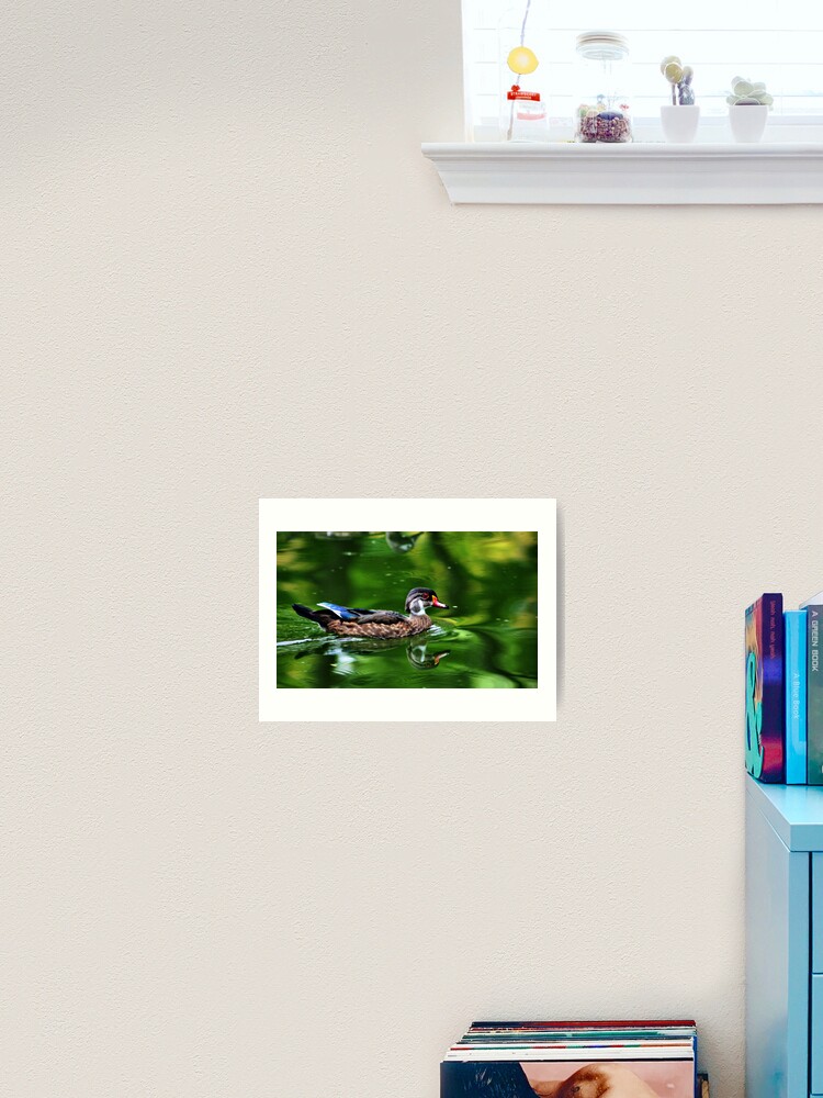 Thumbnail 2 of 3, Art Print, Wood Duck designed and sold by idnurse41.