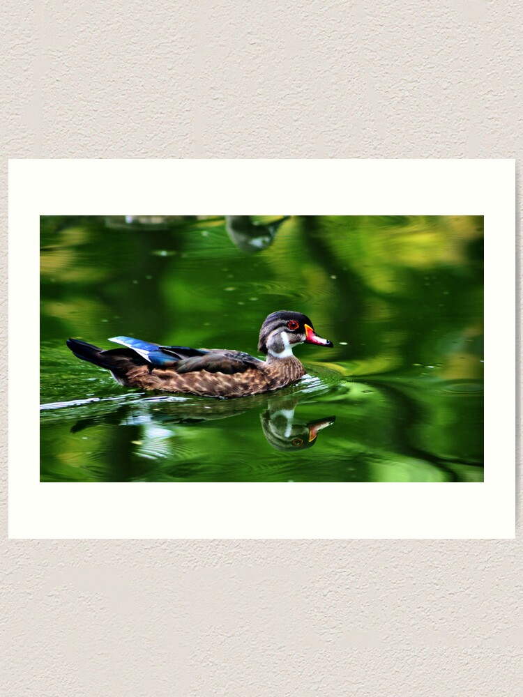 Thumbnail 1 of 3, Art Print, Wood Duck designed and sold by idnurse41.