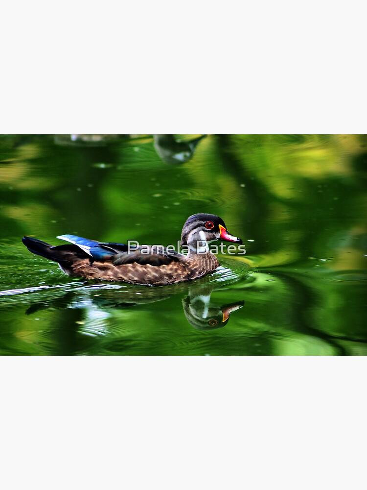 Thumbnail 3 of 3, Art Print, Wood Duck designed and sold by idnurse41.