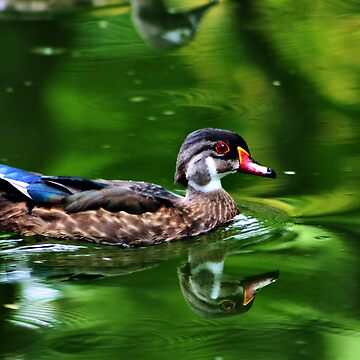 Artwork thumbnail, Wood Duck by Pamela Bates