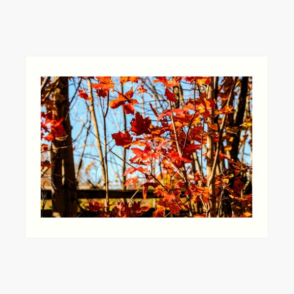 Autumn Joy Art Print