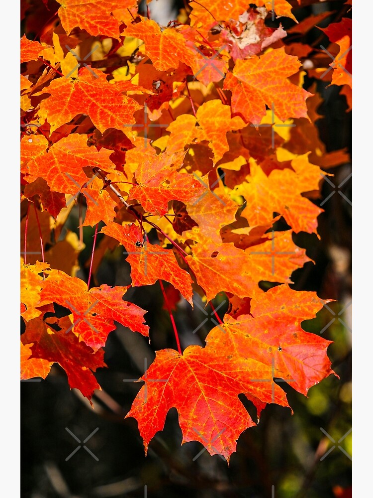 Leaves Extravaganza by debfaraday