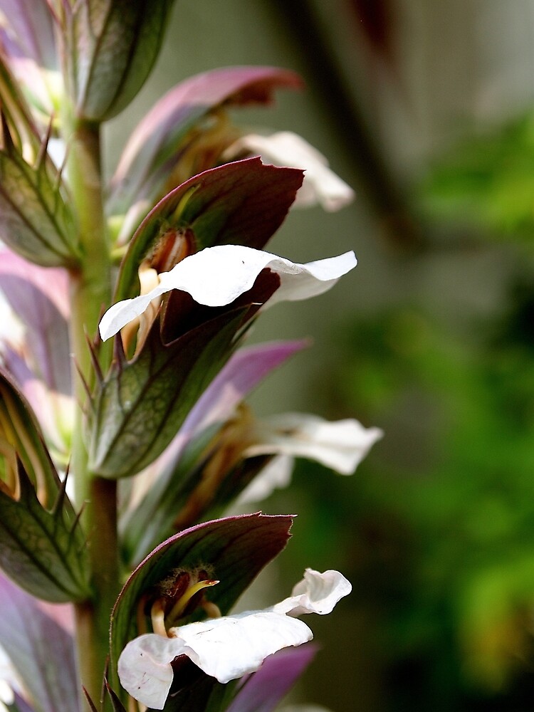 Acanthus from A Gardener's Notebook by douglasewelch
