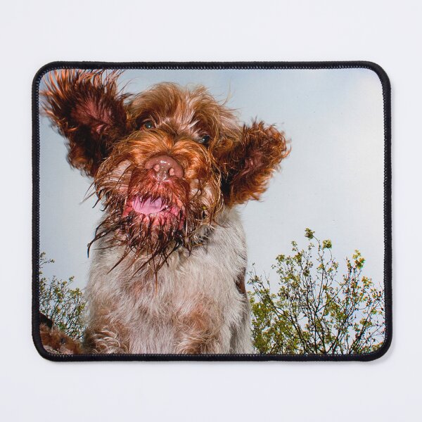 Item preview, Hello down there! Spinone by heidiannemorris designed and sold by FOLK ART FUSION by heidiannemorris.