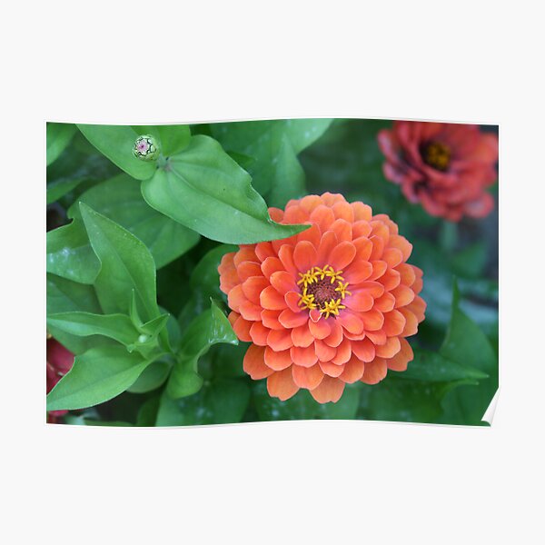 Marigold Flower Stages of Life Poster