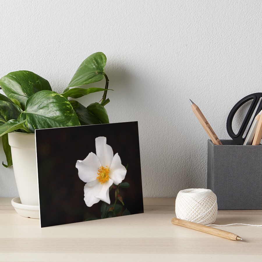 California Winter Rose Art Board Print