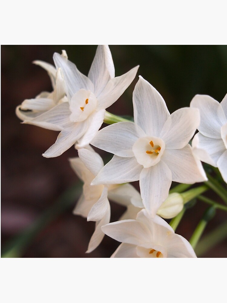 Paperwhites 2015 by douglasewelch