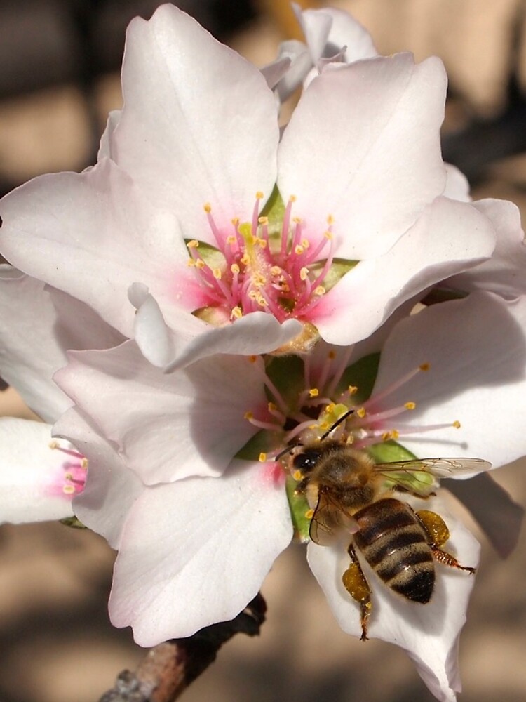 Bee on Apricot Blossom by douglasewelch