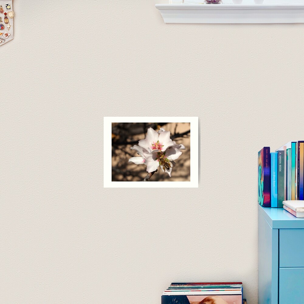 Bee on Apricot Blossom Art Print