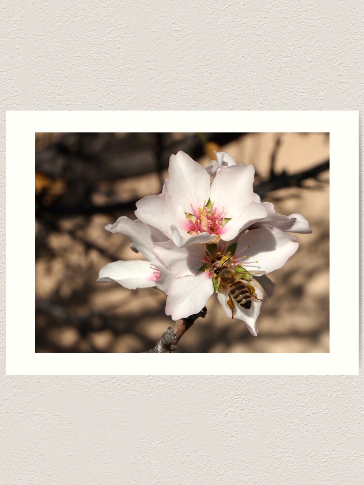 Alternate view of Bee on Apricot Blossom Art Print