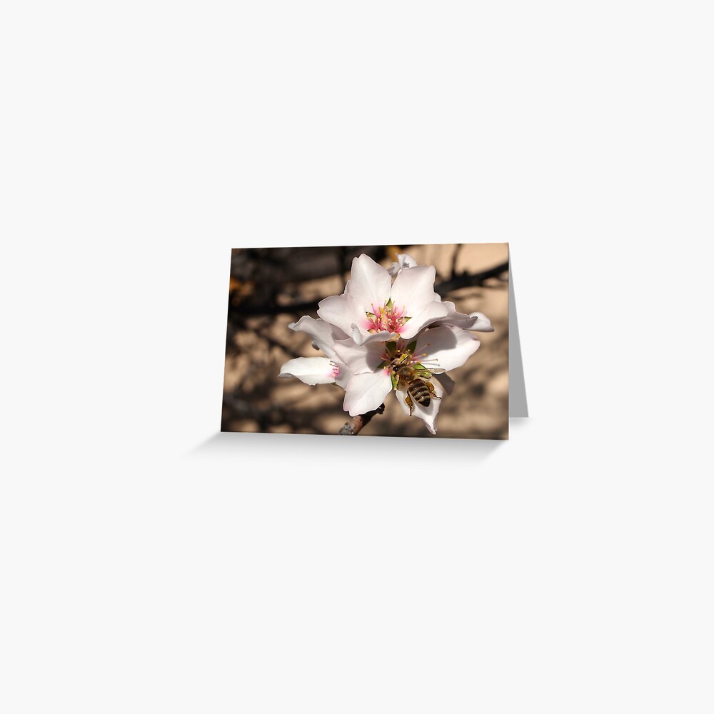Bee on Apricot Blossom Greeting Card