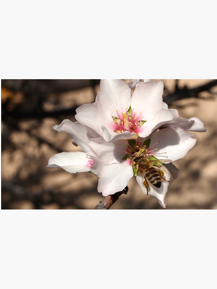 Bee on Apricot Blossom by douglasewelch