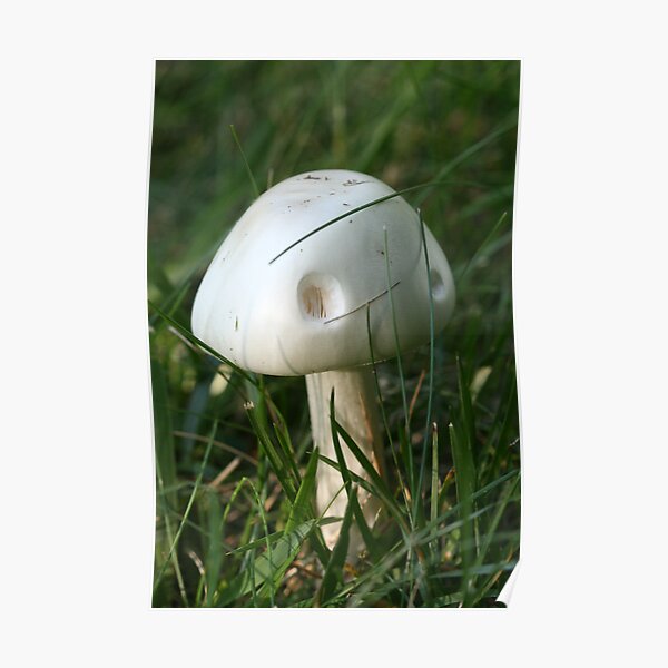 The Perfect Little Mushroom House Poster