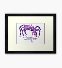 Purple Peacock Crab on the Run Framed Print