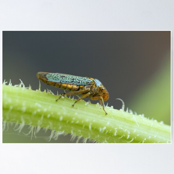 Item preview, Colorful (Sneaky) Planthopper Sitting On a Cucumber Stalk designed and sold by JazzyCricket.