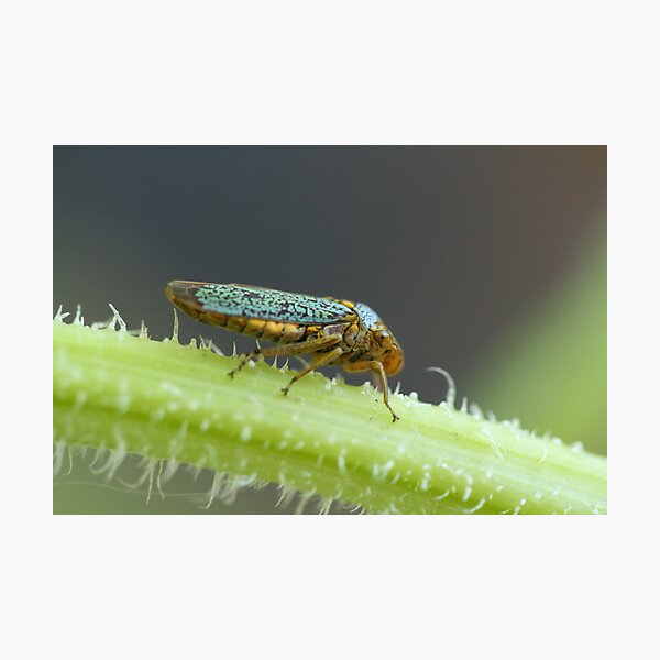 Item preview, Colorful (Sneaky) Planthopper Sitting On a Cucumber Stalk designed and sold by JazzyCricket.