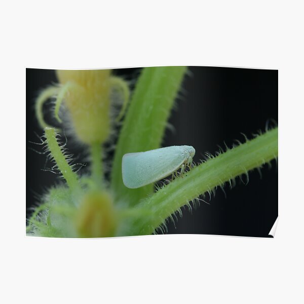 Planthopper Climbing Up a Cucumber Stalk  Poster