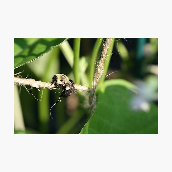 Bee Hanging Onto Bush Bean Support Twine Photographic Print