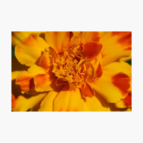 Marigold Close Up Photographic Print