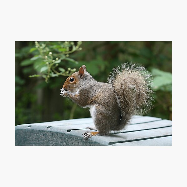 Squirrel Nutkin Eating Photographic Print