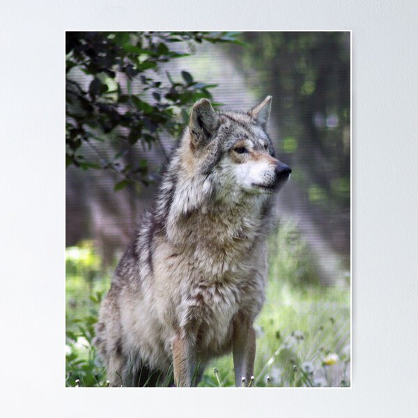 Item preview, Portrait of a Wolf designed and sold by cdudak.