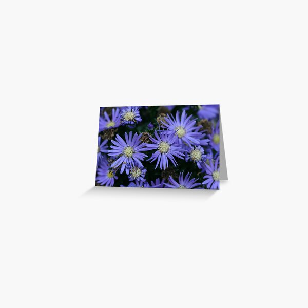 Vibrant Purple Aster Flowers, Different Stages Greeting Card
