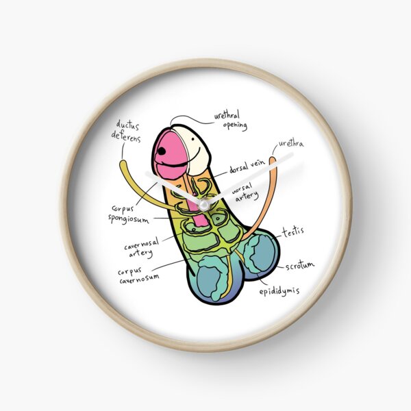 La anatomía de un pene - Color del arco iris Reloj