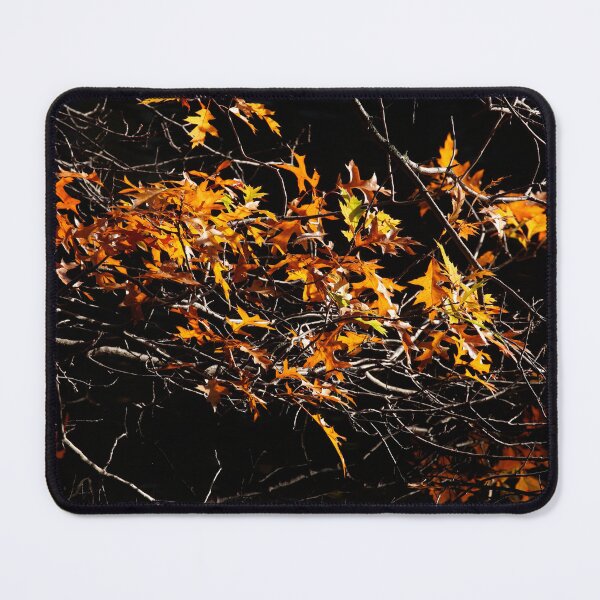 Item preview, Maple (Acer ), colorful autumn leaves on a tree, Germany designed and sold by Torsten Krüger.