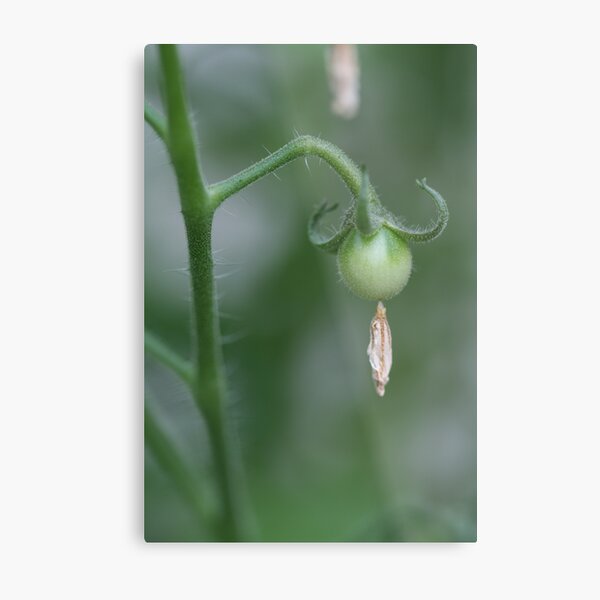 Tiny Tomato with Deflated Flower Metal Print
