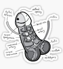 The Anatomy of a Penis - Greyscale Sticker