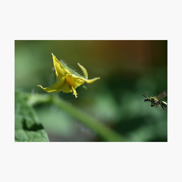 Tiny Insect Coming in for a Landing (To Get To Work) on a Waiting Tomato Flower Photographic Print