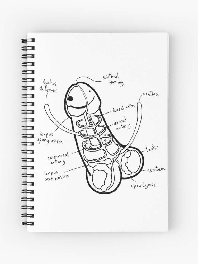 diagram art penis