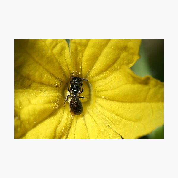 Tiny Insect Working in a Cucumber Flower Photographic Print