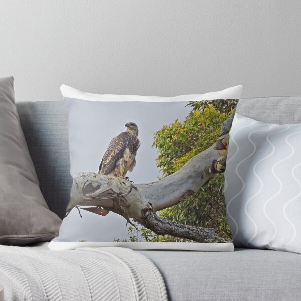 Item preview, Juvenile White-Bellied Sea-Eagle designed and sold by Graeme  Hyde.