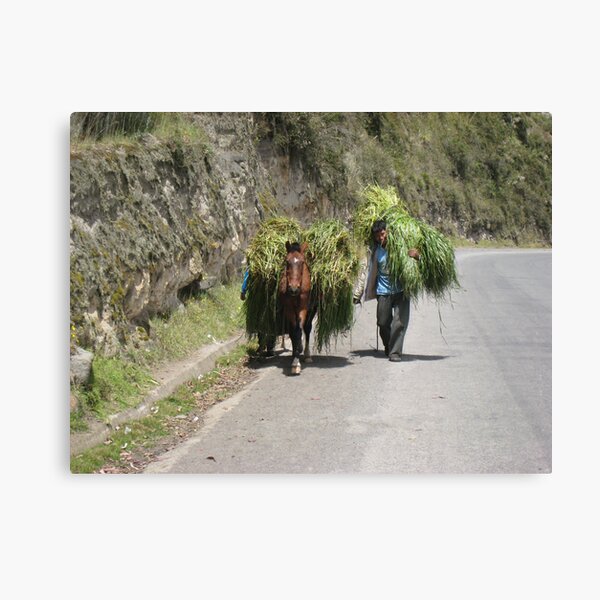 Hauling Grass Canvas Print