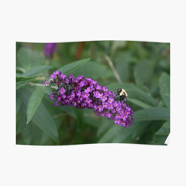 Bee Busy on Butterfly Bush  Poster