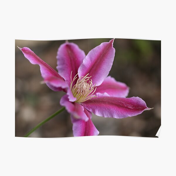 Vivid Clematis Flower Poster