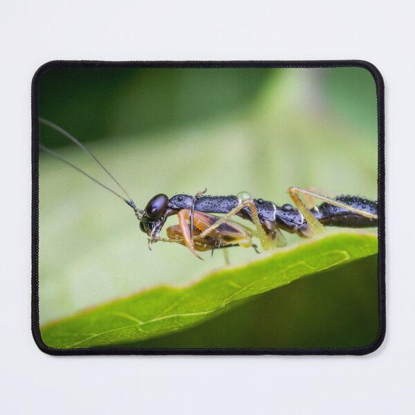 Item preview, A juvenile Asian ant mantis (Odontomantis planiceps) designed and sold by AvonPerception.
