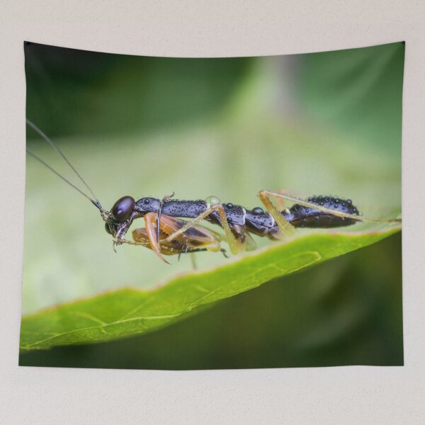 Item preview, A juvenile Asian ant mantis (Odontomantis planiceps) designed and sold by AvonPerception.