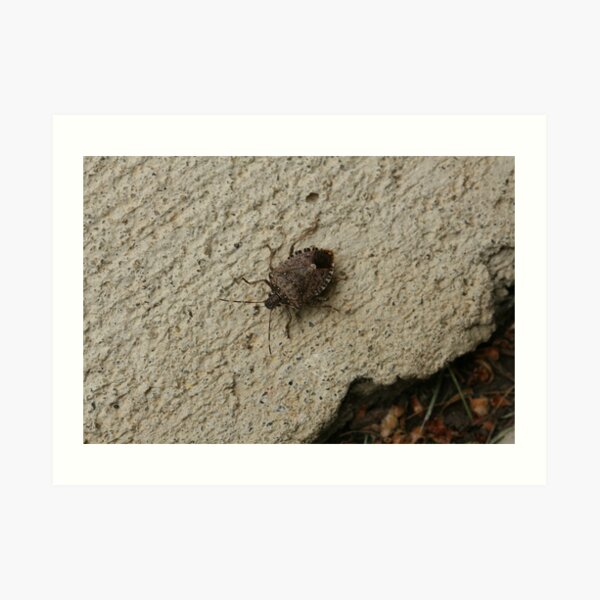 Stinkbug (I Didn't Know That's What It Was) Catch and Release Art Print