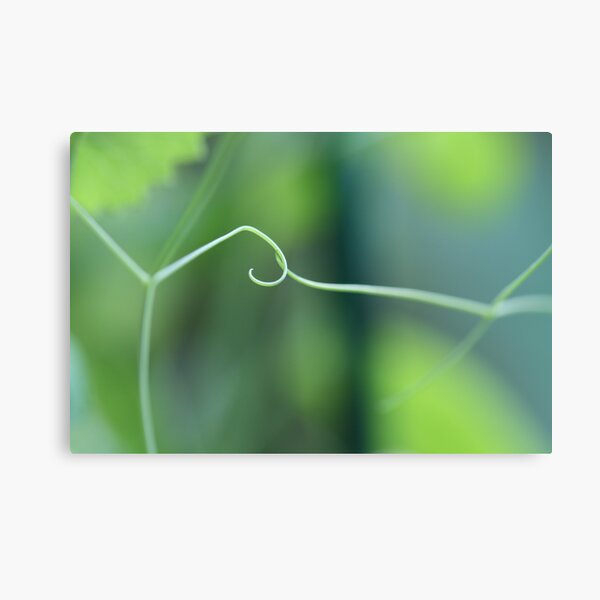 Snow Pea Tendril Friendship Canvas Print