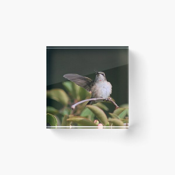 Item preview, Ruby-throated Hummingbird - juvenile designed and sold by Linda Crockett.