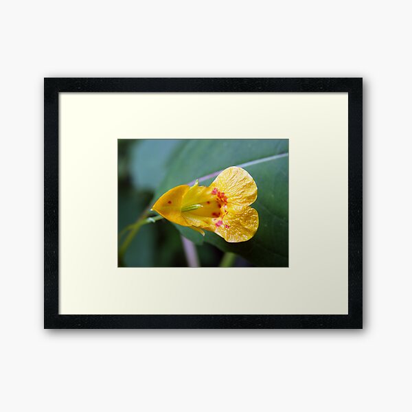 CynLynn's Jewel Framed Art Print