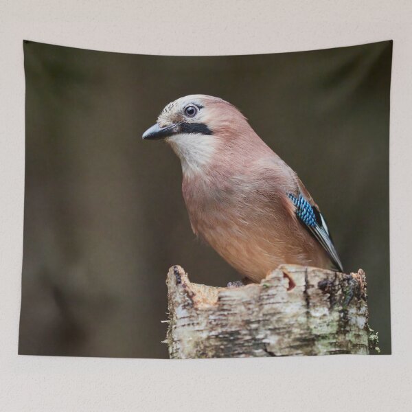 Item preview, Are the colors fine. Eurasian jay designed and sold by Jouko Lehto Photography.