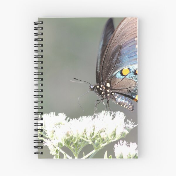 Item preview, Pipevine Swallowtail Butterfly designed and sold by Olivia Plasencia.