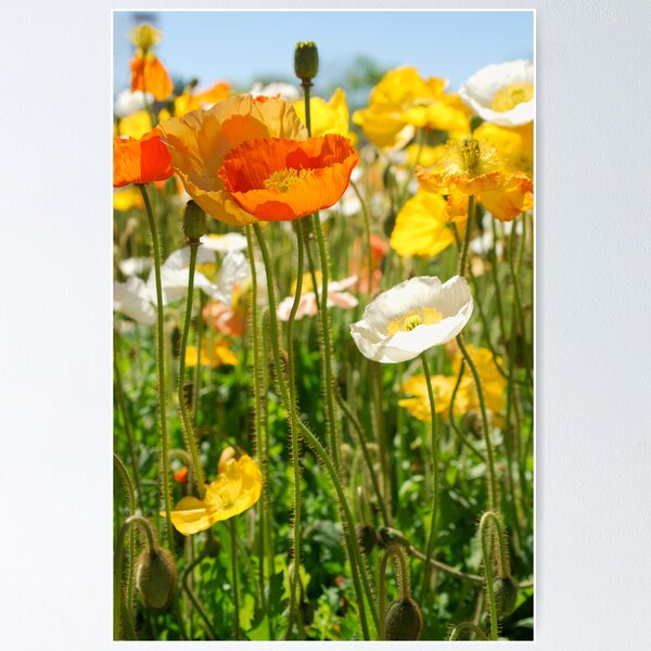Item preview, poppyfields designed and sold by troy.