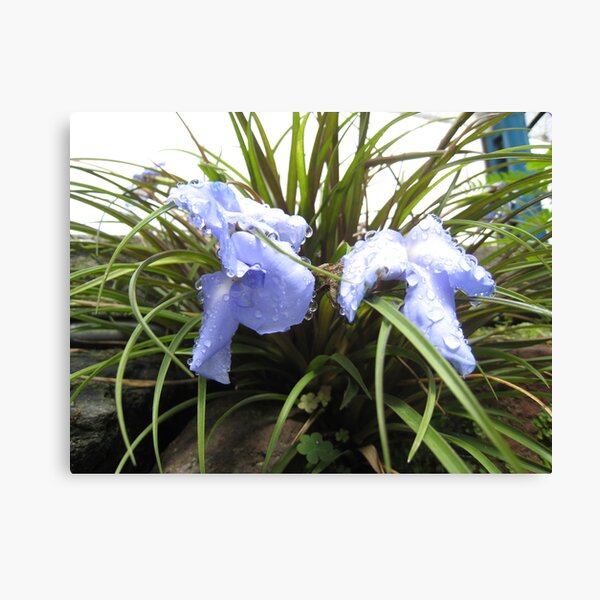 Wet Blue Canvas Print