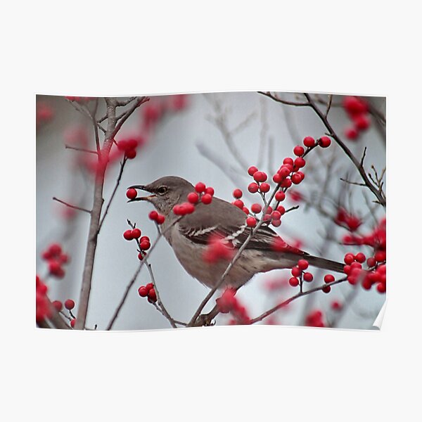 Bird With Berry in Its Mouth Funny