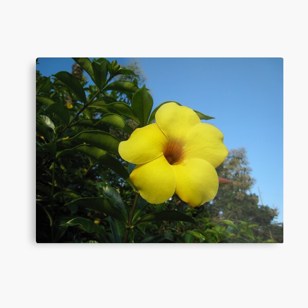 Yellow Happiness Metal Print