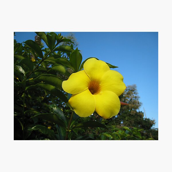 Yellow Happiness Photographic Print
